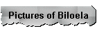 Pictures of Biloela